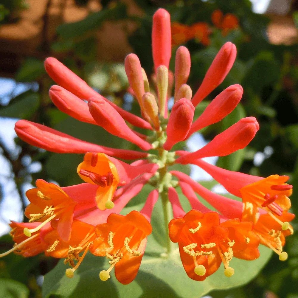 Lonicera ''Dropmore Scarlet'' (Mana Maicii Domnului)