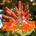 Lonicera ''Dropmore Scarlet'' (Mana Maicii Domnului)