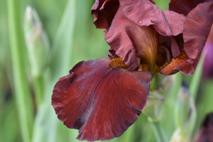 Bulbi de Iris Germanica "Sultan's Palace", 1 Bucata