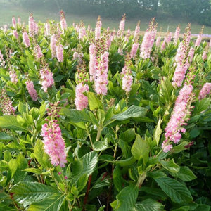 Dulceata de Vara, "Clethra Alnifolia Soft Pink "