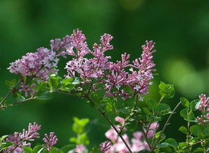 Liliac Syringa Vulgaris "Dwarf Korean" 1 Bucata