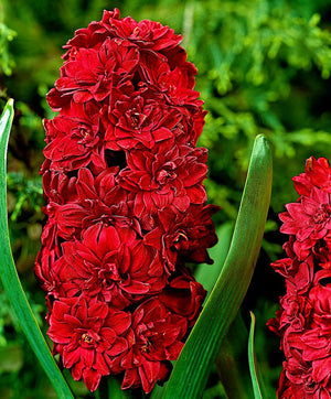 Bulbi Zambile - Hollyhock - 2 buc