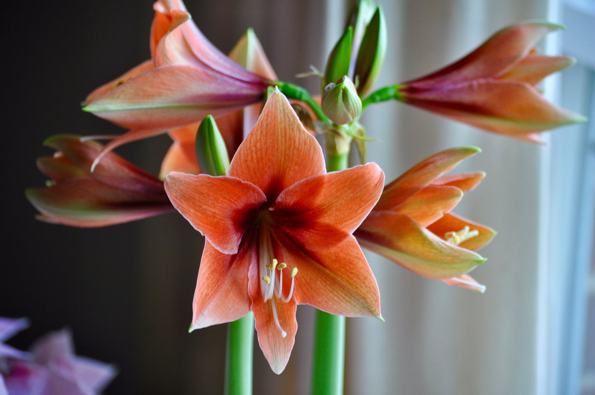 Bulbi de Amaryllis "Terra Mystica", 1 Bucata