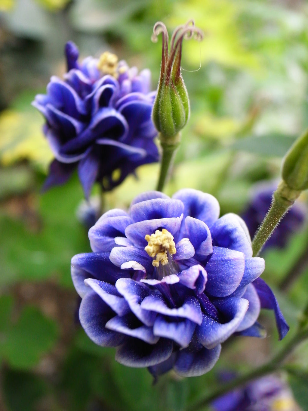 Bulbi de Caldaruse Aquilegia "Double Blue", 2 bucati