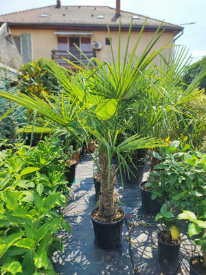 Palmier "Chamaerops Excelsa", 100 cm , la Ghiveci de 25L, 1 Bucata