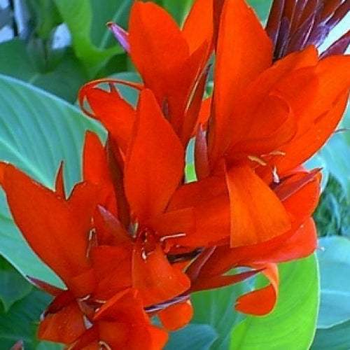 e4d3f17b0f78127a3ae8ce69252654a4_e4ac83c6-0ed6-4c49-9768-58ba62cea2c1 - Fitza Florilor