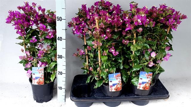 Floarea de Hartie "Bougainvillea", la Ghiveci de 3L, 1 Bucata