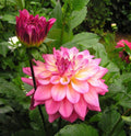 e80c1b_1efde970-0e42-49c0-a713-b00b8879f2ff - Fitza Florilor