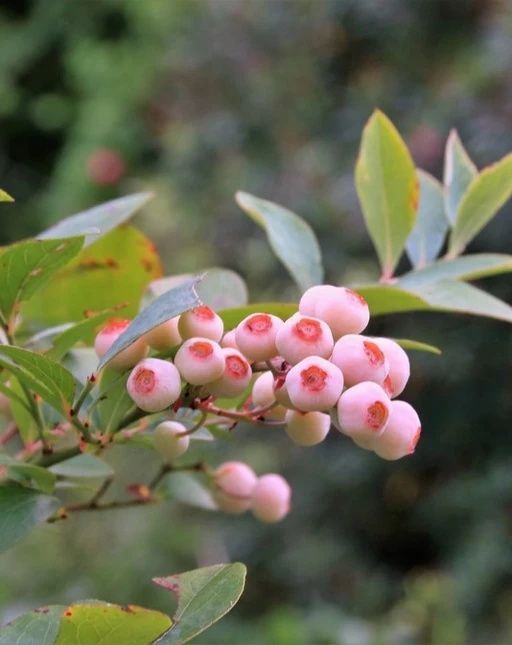 Pomi Fructiferi - Afin - Pink Lemonade - Rod
