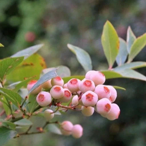 Afin Pink Lemonade la ghiveci