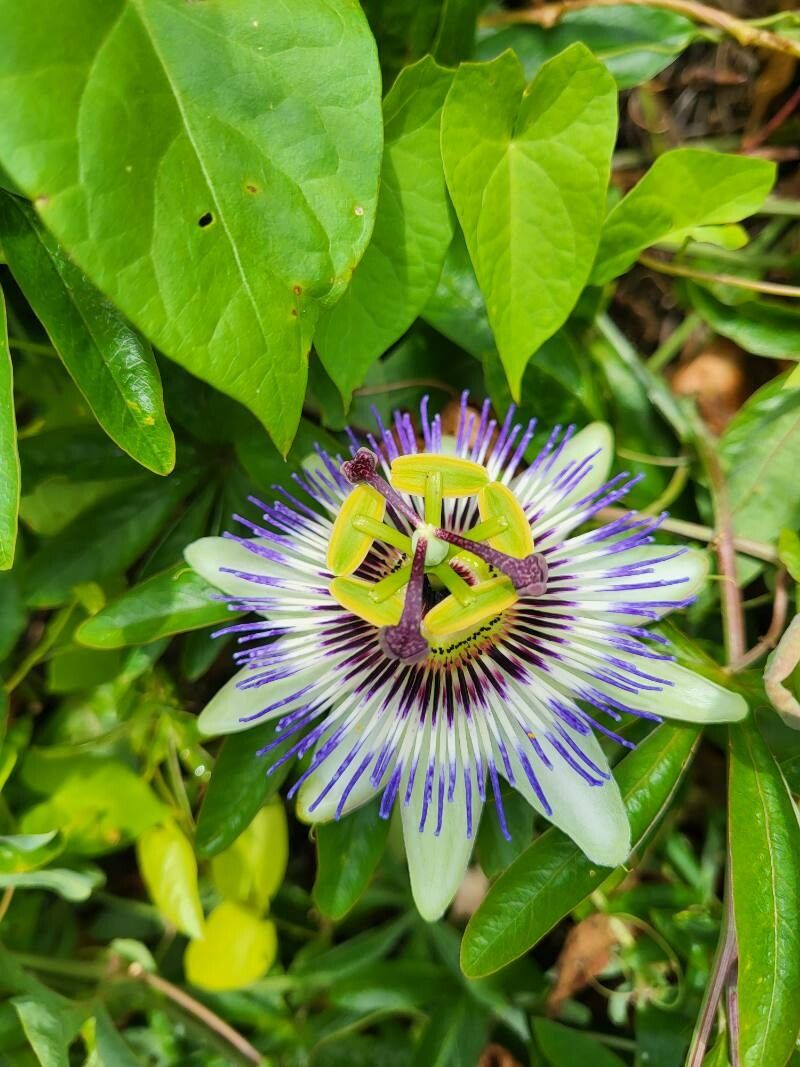 Floarea Pasiunii "Caerulea", la Ghiveci de 3L, 1 Bucata