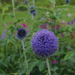 Echinops Bannaticus ''Taplow Blue'' (Rostogol)