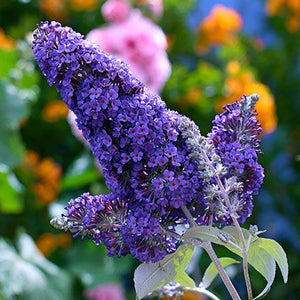 Buddleja Liliac de Vara "Ellen's Blue"