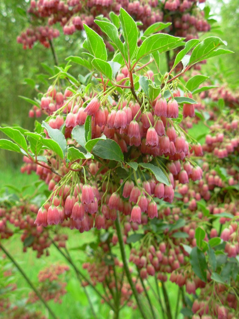 Clopotei Arbust Enkianthus, 1 Bucata