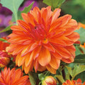 eter-de-media-image-51-94-03-1-10610-Beetdahlie-Berliner-Orange-1-Stueck-Dahlia-Berlinger-Orange-jpg_87909044-15b3-4678-8d2b-b2a831d3f789 - Fitza Florilor