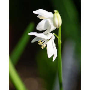 Ghiocei Siberieni ''Scilla Siberica'' albi, 5 Bucati