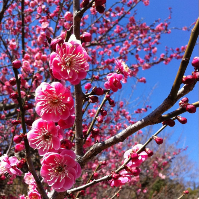 Chaenomeles Japonica ''Pink'' (Gutuiul Japonez), la ghiveci P9