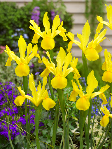 Bulbi Iris - Golden Beauty - 5 Bucăți