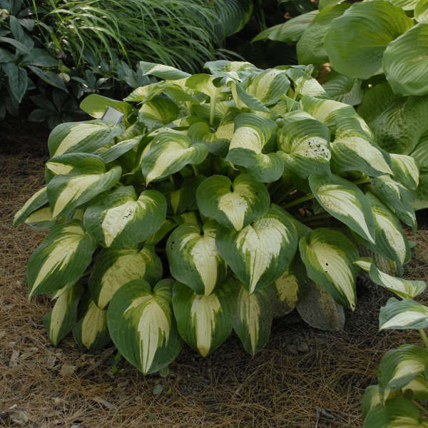 Bulbi de Hosta "Summer Music", 1 Bucata