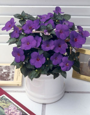 Bulbi de Achimenes "Violette Charm", 5 Bucati