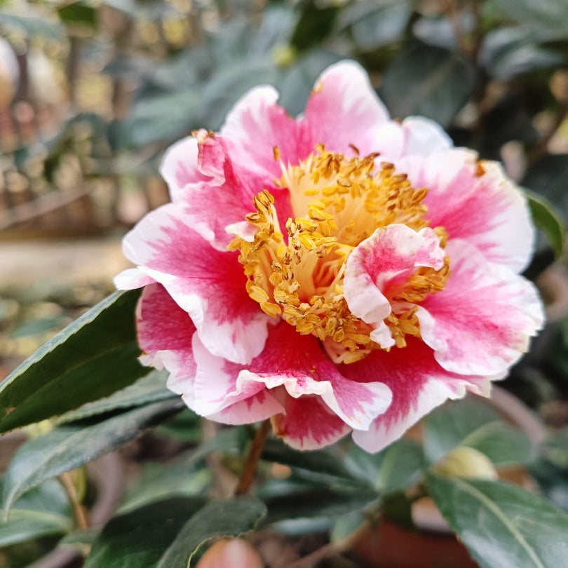 Camellia ''Ay-ay'', la ghiveci P9