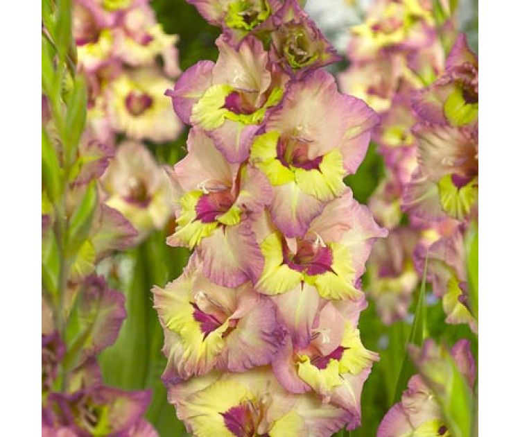 Bulbi de Gladiole "Sapporo", 7 Bucati