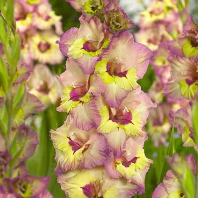 Bulbi Gladiole - Sapporo - 5 buc