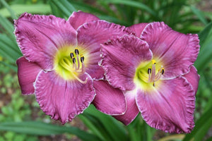 Bulbi de Hemerocallis "Face of the Stars", Crin Salbatic, 1 Bucata