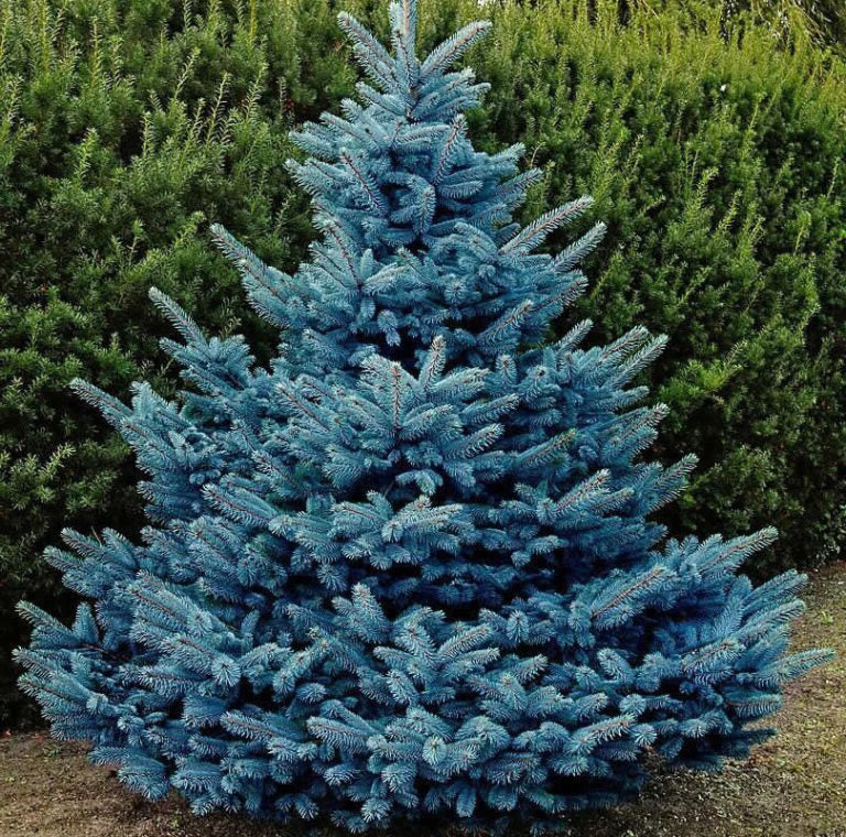 Picea Glauca Misty Blue la Ghiveci de 6 litri, 1 Bucata