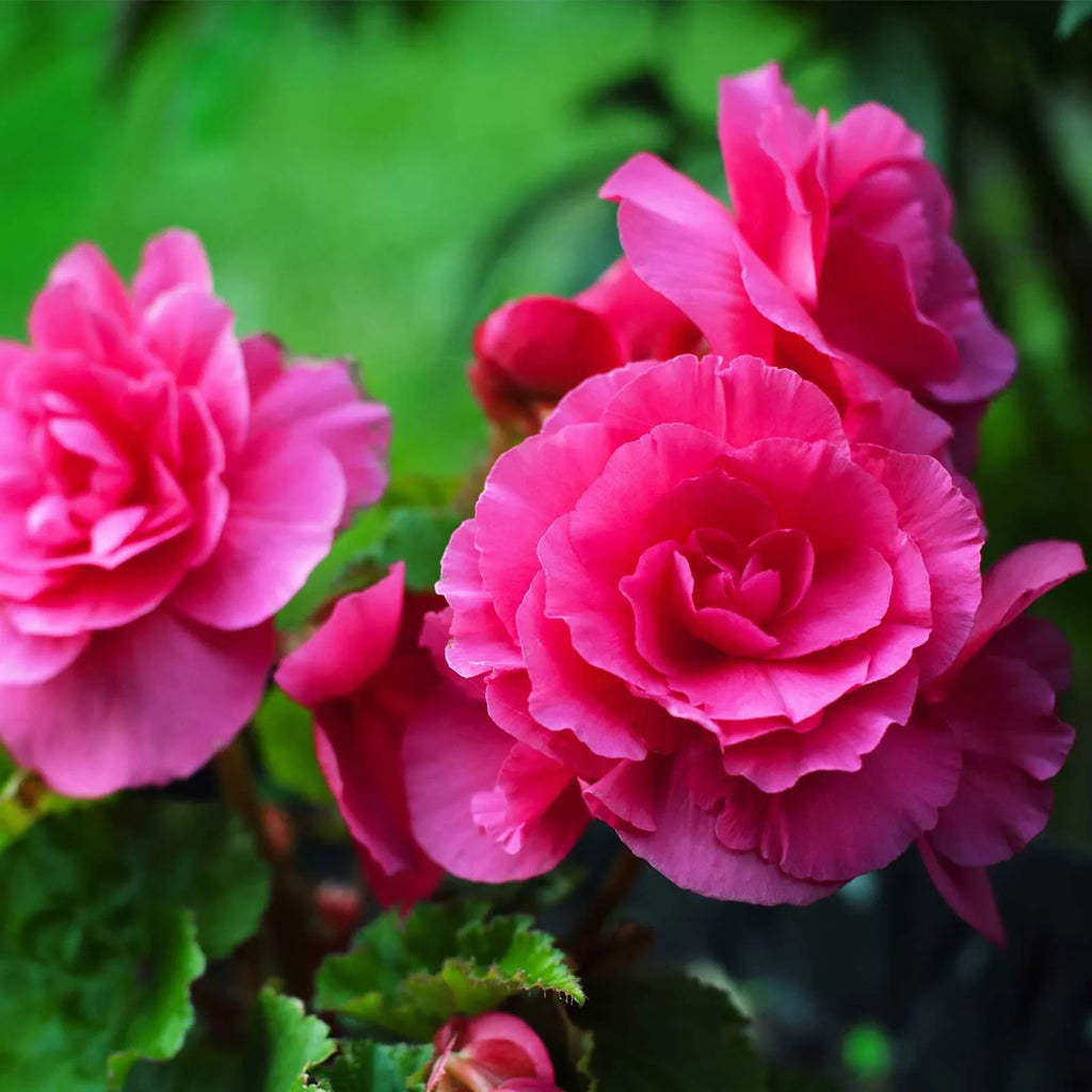 Bulbi de Begonia "NonStop", Roz, 2 Bucăți