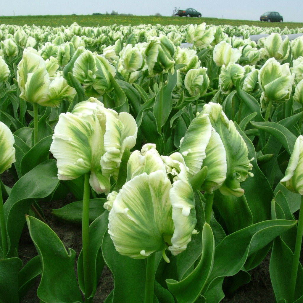 Lalele Super Parrot Bulbi 5 buc