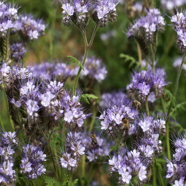 Phacelia Planta Mierii, 1 Bucata