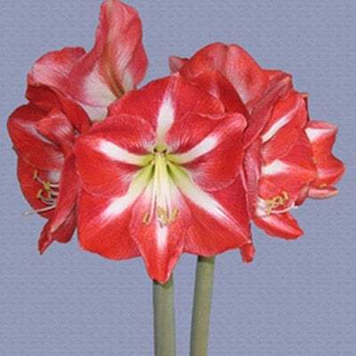 fantastica-400_36bf20e6-8ad1-4aa4-a5d1-7dc1f14c0f4d - Fitza Florilor