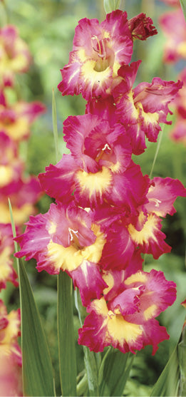 Bulbi Gladiole - Far West - 5 buc