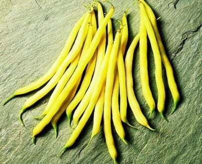 Semințe de Fasole Oloagă "Bergold", 100 gr