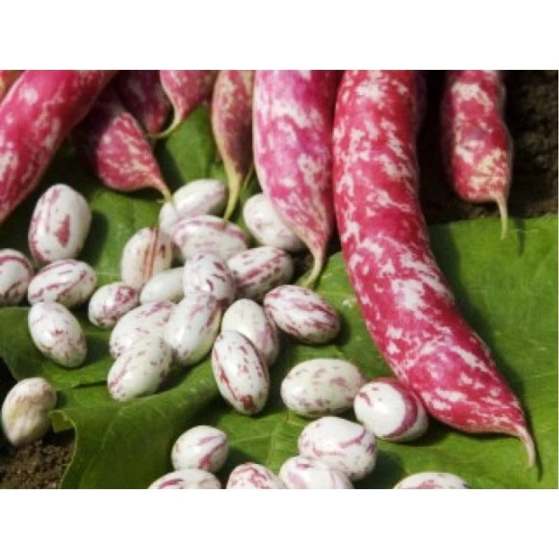 Semințe de Fasole Urcătoare "Borlotto Red" , 70 gr