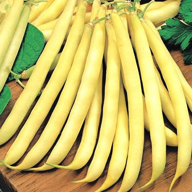 Seminte de Fasole Oloaga "Maxidor",50 gr