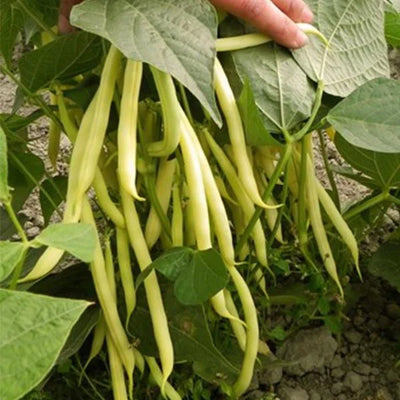 Semințe de Fasole Oloagă Maxidor, 250 gr