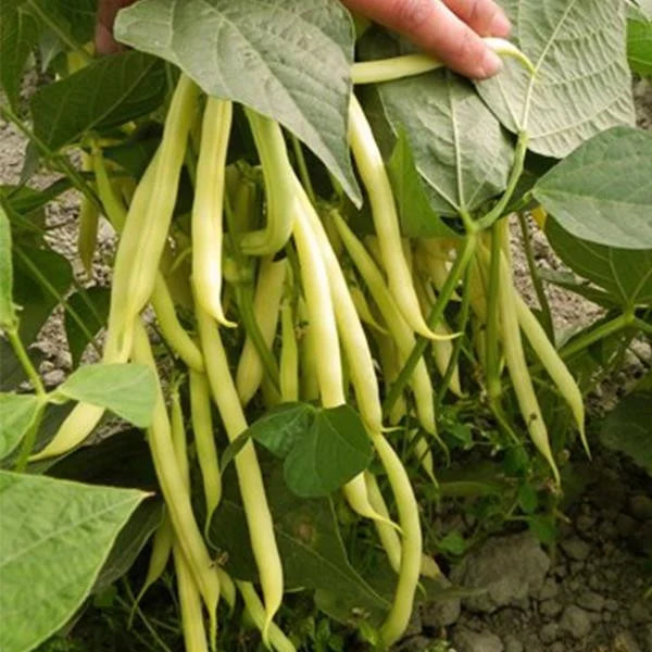 Seminte de Fasole Oloaga Maxidor , 500 gr