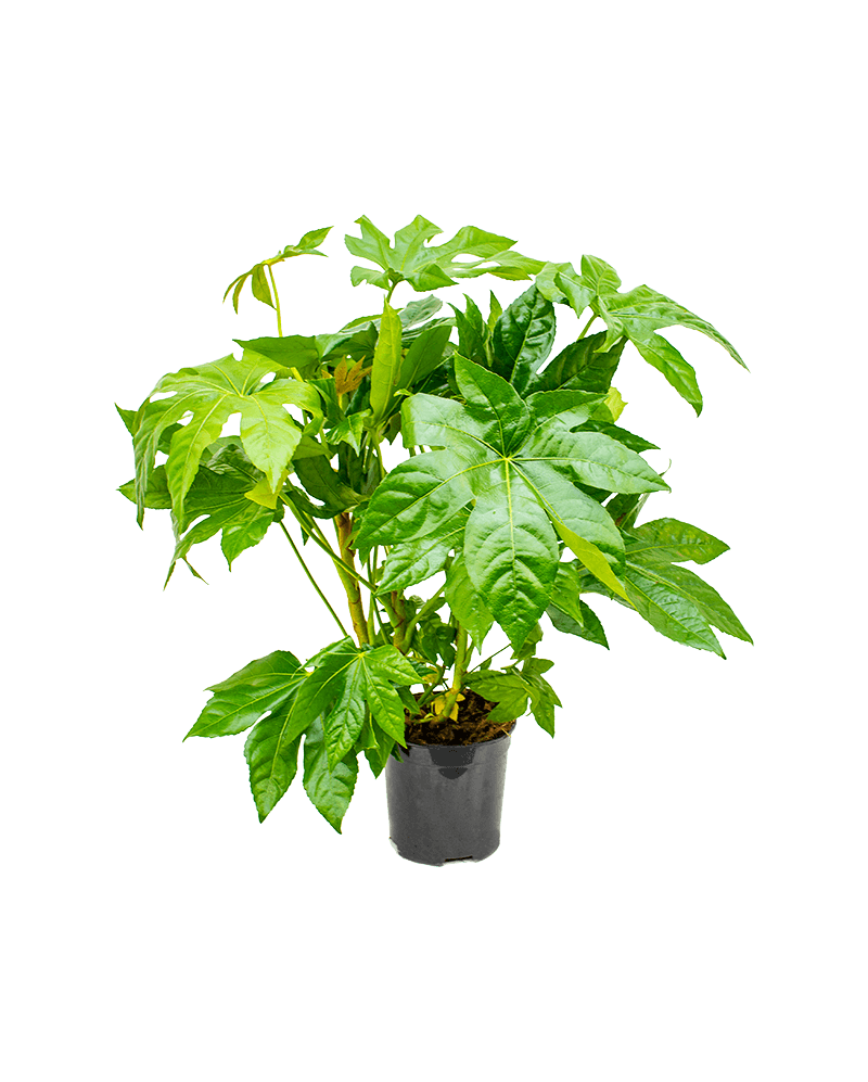 Fatsia Japonica, la Ghiveci de 3L, 1 Bucata