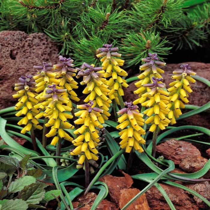 Bulbi de Muscari "Golden Fragrance", 5 Bucati