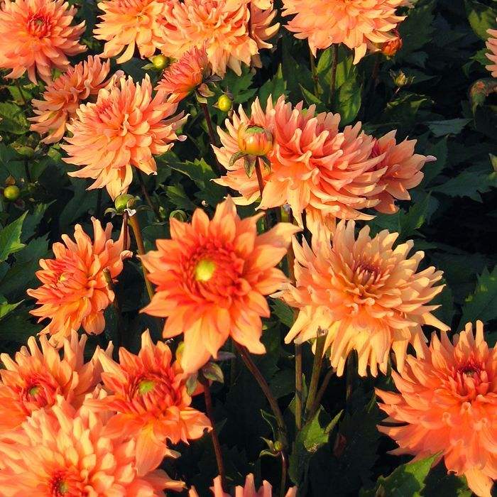 fd11977wh - Fitza Florilor