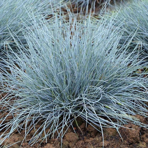 Iarba "Festuca Gleuca", Albastra, la Ghiveci de 3L, 1 Bucata