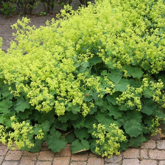 Alchemilla Mollis Robustica (Cretisoara), 1 bucata