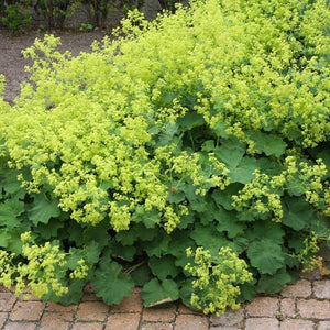 Alchemilla Mollis Robustica (Cretisoara), 1 bucata