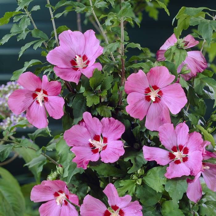 Hibiscus "Woodbridge", la Ghiveci de 3L, 1 Bucata