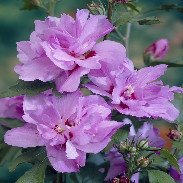 Hibiscus "Ardens", la Ghiveci de 3L, 1 Bucata