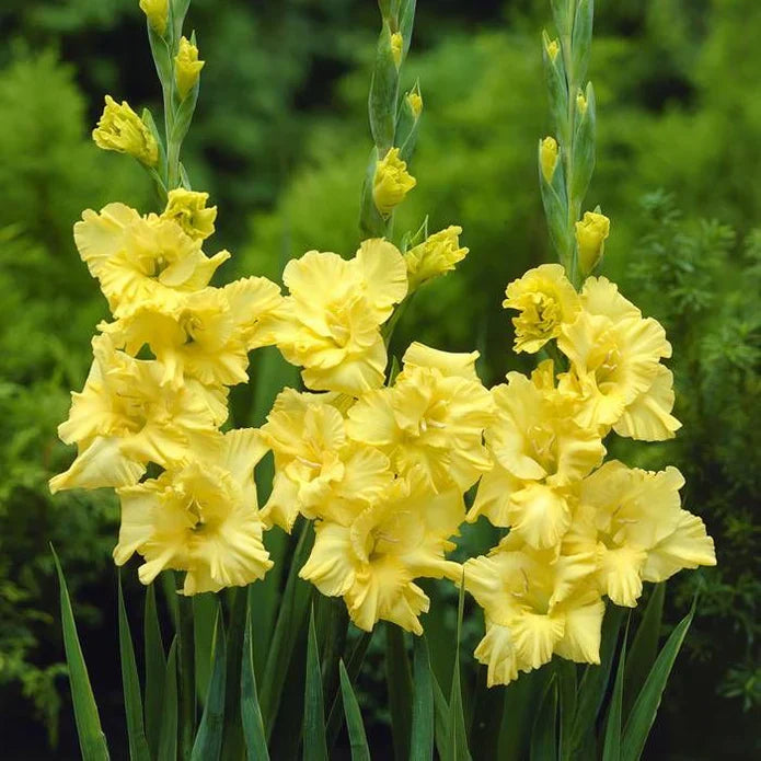 Bulbi Gladiole - Pachet Promotional Mixt - 200 buc