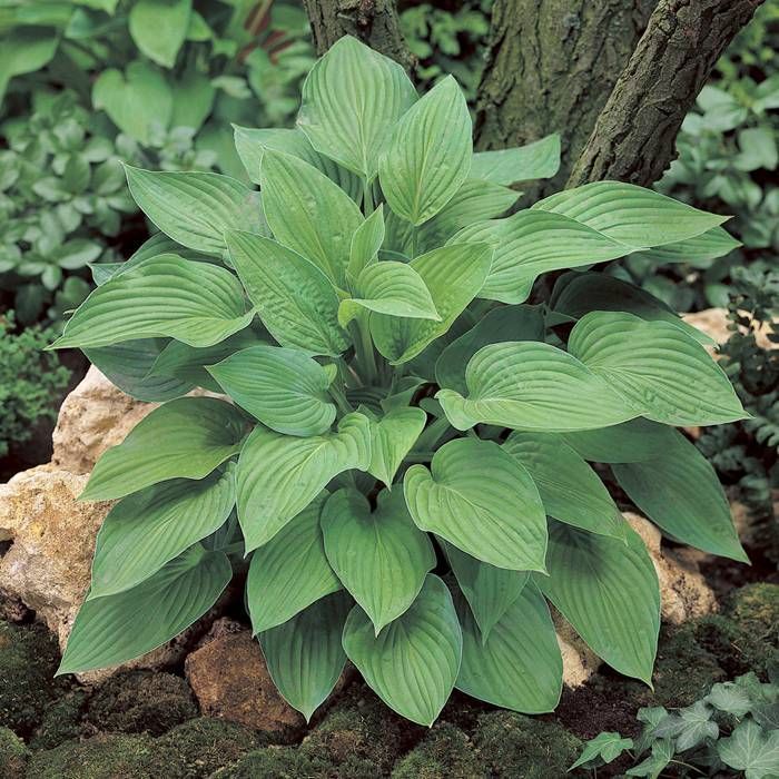 Bulbi de Hosta "Hyacinthina Fortunei", 1 Bucata