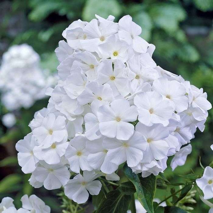 Bulbi Phlox - Paniculata - Alb - 2 Bucăți